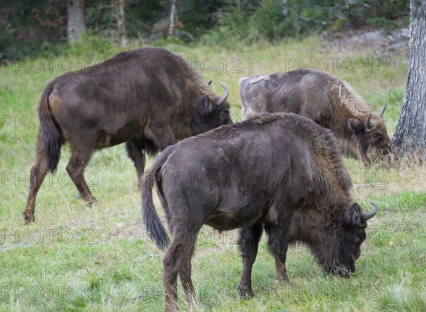 Bison (Bison bonasus), herd grazing in near-natural habitat, captive, Germany, Europe
