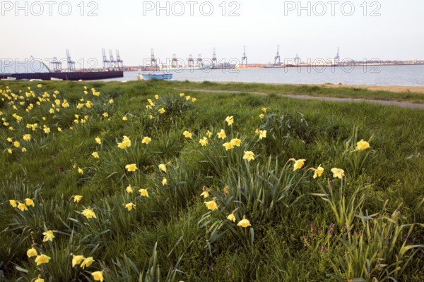 Felixstowe docks from Harwich with daffodils in spring, Essex, England, UK