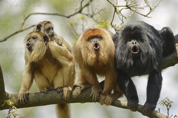 Black howler (Alouatta caraya), male and female calling with young, captive, occurring in South