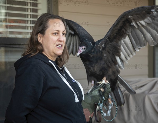 Lakewood, Colorado, A handler displayed a turkey vulture (Cathartes aura) at the pre-Halloween