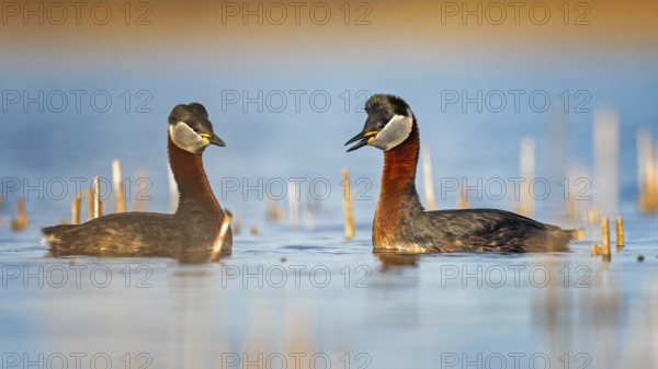 Red-necked Grebe (Podiceps grisegena) grebe, pair, courtship, courtship, mating, calling, shallow