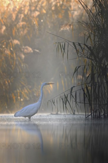 Great White Egret (Ardea alba) Winter visitor, migratory bird, light, resting bird, sunrise, reed