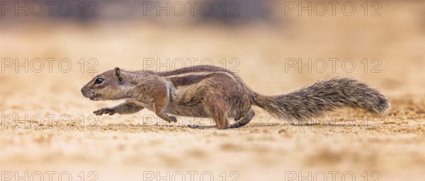 Atlas squirrel, North African bristle squirrel or Barbary squirrel (Atlantoxerus getulus) looking