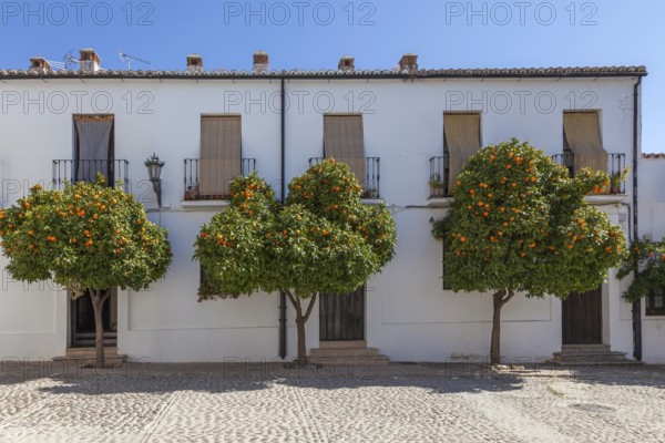 Pomeranian trees in the old town centre of Ronda, Andalusia, Spain, Europe