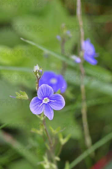 Gamander speedwell (Veronica chamaedrys), medicinal plant, Wilnsdorf, North Rhine-Westphalia,