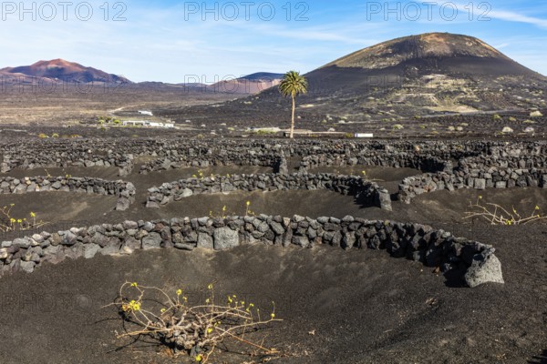 2016, La Geria, Lanzarote, La Geria, ESP, Spain, Canary Islands, Canary Islands, Atlantic Ocean,