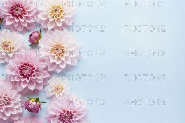 Top view of Dahlie flowers on blue background with copy space. KI generiert, generiert AI generated
