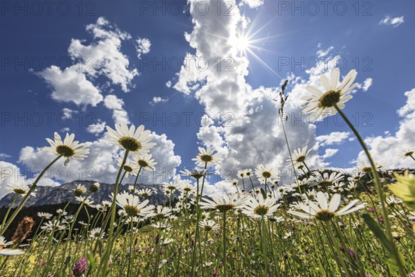 Mountain flower meadow, alpine flowers, flower meadow, daisies, sunbeams, backlight, sunny, summer,