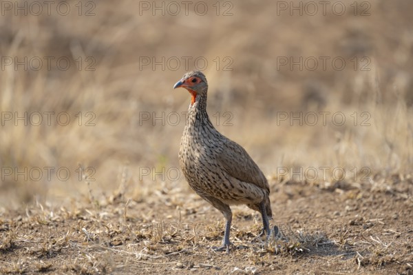 Swainson's spurfowl (Pternistis swainsonii) in dry grass, Kruger National Park, South Africa,