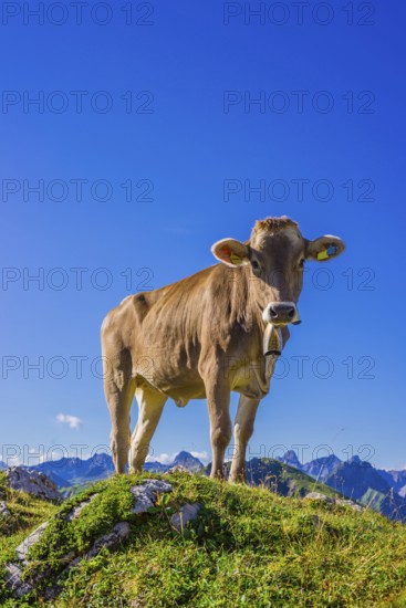 Young cattle, Allgaeuer Braunvieh, domestic cattle breed (Bos primigenius taurus), on an alpine