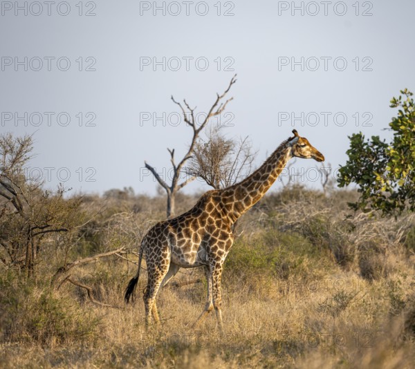 Southern giraffe (Giraffa giraffa giraffa) in the savannah, Kruger National Park, South Africa,