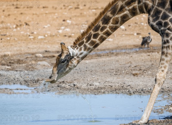 Angolan giraffe (Giraffa giraffa angolensis) drinking, with upturned lip, funny, animal portrait,