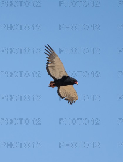 Bateleur (Terathopius ecaudatus), adult, in flight against a blue sky, Etosha National Park,