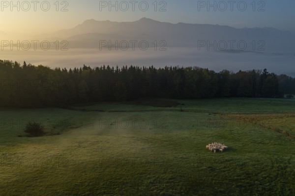Aerial view of a flock of sheep, sheep, morning light, mountains, fog, autumn, mist, view of