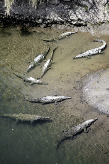 American crocodiles (Crocodylus acutus) swimming in the water, from above, Rio Tarcoles, Carara