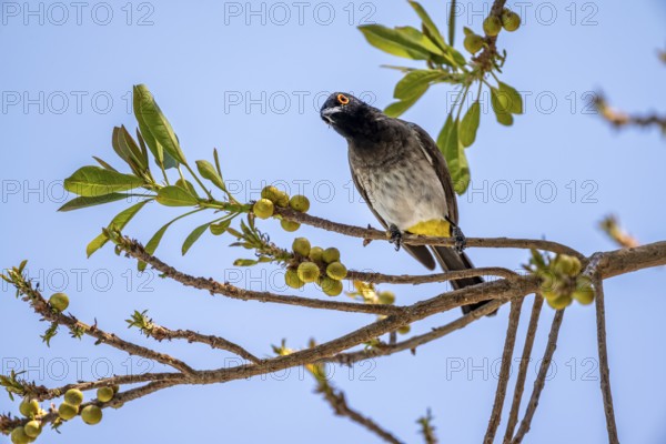 Fire-eyed Bulbul (Pycnonotus nigricans) sitting on a branch in a bush, Etosha National Park,