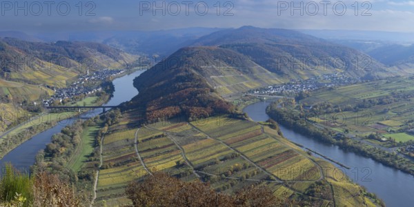 Moselle bend near Bremm in autumn, Rhineland-Palatinate, Germany, Europe