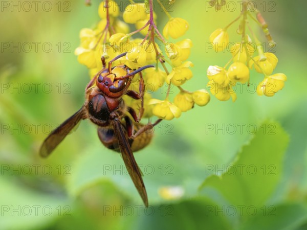 European hornet (Vespa crabro), insect, insects, macro, plant, garden, Neuhofen,