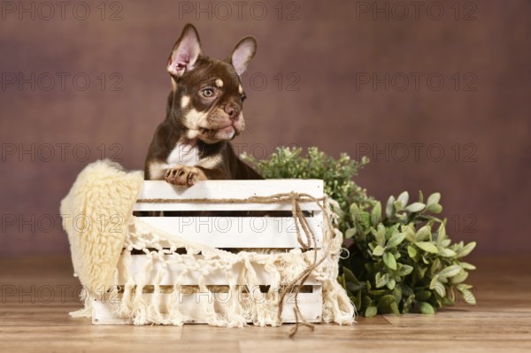 New Schade Mocca Orange Tan colored French Bulldog puppy in box with boho decor in front of brown