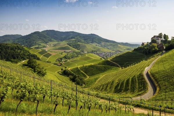 Vineyards and Staufenberg Castle, Durbach, Ortenau, Black Forest, Baden-Württemberg, Germany,