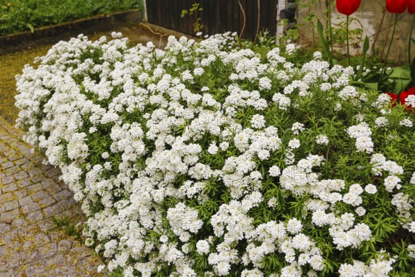 Gönningen tulip blossom, bow flower (Iberis), white flowers, spring bloomer, ground cover,
