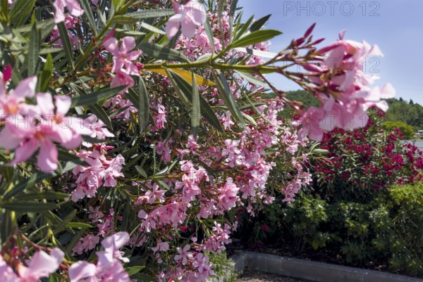 Flowering oleander (Nerium oleander), Italy, Europe
