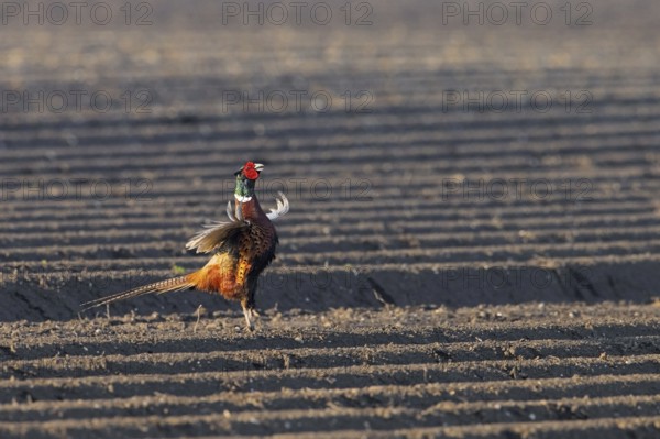 Common pheasant, ring-necked pheasant (Phasianus colchicus) male, cock flapping wings on potato