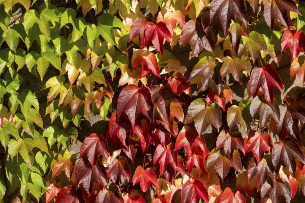 Discolouring leaves of Wild Vine (Vitis vinifera subsp. sylvestris), Münsterland, North