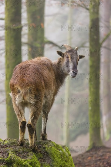A female Himalayan Tahr (Hemitragus jemlahicus) stands in the forest on a foggy day