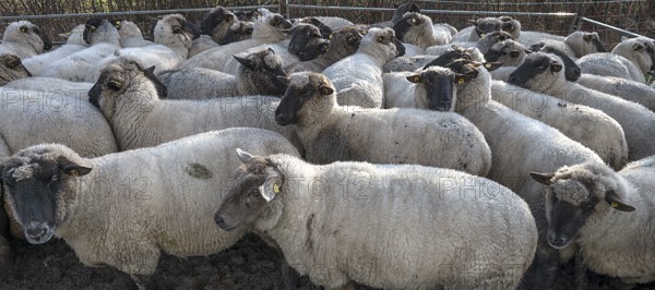 Crowded black-headed domestic sheep (Ovis gmelini aries) in a pen, Mecklenburg-Western Pomerania,