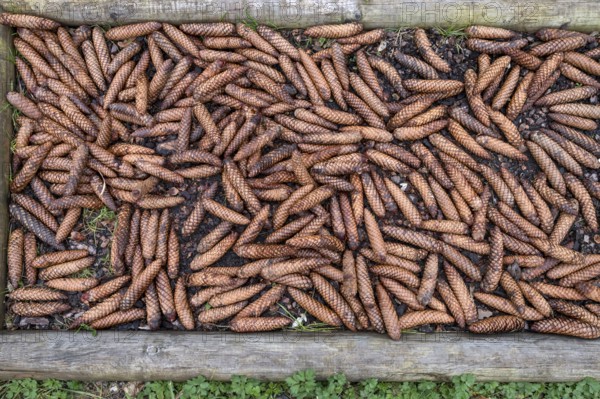 Pool filled with spruce cones (Picea) in the Experience Field of the Senses, Doos, Upper Franconia,