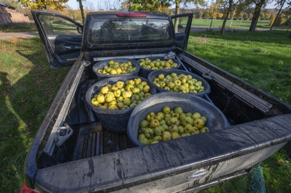 Freshly harvested quinces (Cydonia oblonga) in tonnes on a pickup truck, Mecklenburg-Vorpommern,