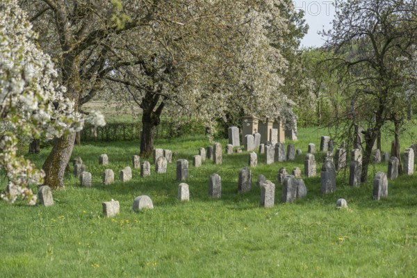 Flowering cherry trees (Prunus avium) in the Jewish cemetery, laid out in 1734, last burial in