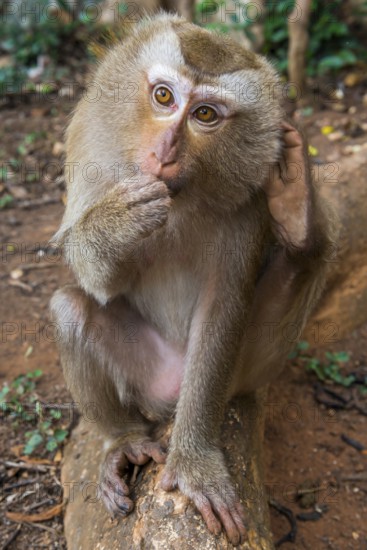 Monkey in the temple Wat Sok Tham, macaque, mammal, gazing, wild, free-living, tropical, tropics,