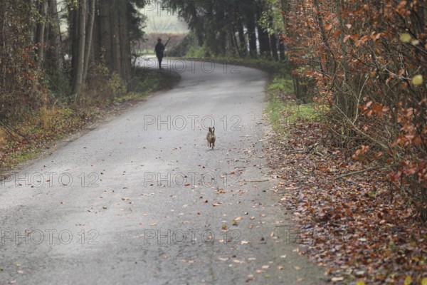 European hare (Lepus europaeus) running on asphalt road, shot by hunter in the background not
