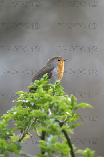 European robin (Erithacus rubecula) on curved branch with freshly sprouted green leaves in spring,