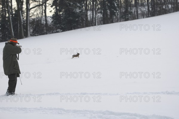 Hunter shoots a fleeing hare (Lepus europaeus) in the snow, Lower Austria, Austria, Europe