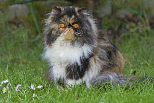 Persian cat, long-haired cat, meadow