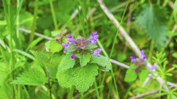A red deadnettle (Lamium purpureum), close-up, nature photograph, landscape format, Pflenze,