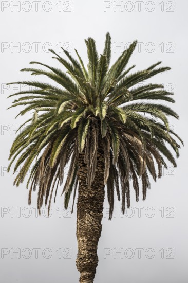 Canary Island date palm (Phoenix canariensis), Lanzarote, Canary Islands, Spain, Europe