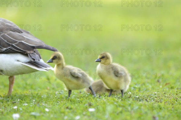 Close-up of Greylag Goose (Anser anser) chicks on a medow in spring