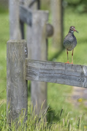 Common redshank (Tringa totanus) sitting on a fence, Hallig Hooge, Wadden Sea, Schleswig-Holstein,