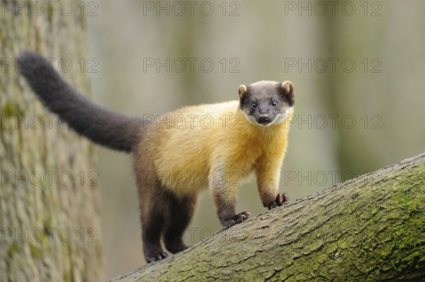 Yellow-throated marten (Martes flavigula) in a forest, captive