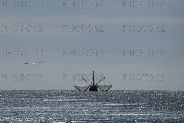 Crab cutter, seagulls, North Frisia, Schleswig-Holstein, Germany, Europe