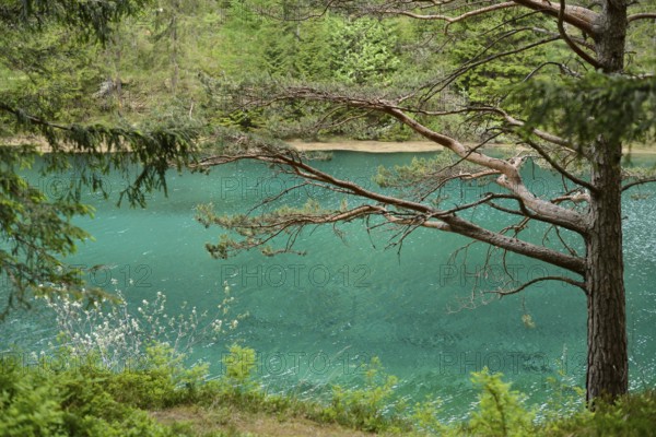 A tree with overhanging branches on the shore of a lake with clear water and dense forest in the