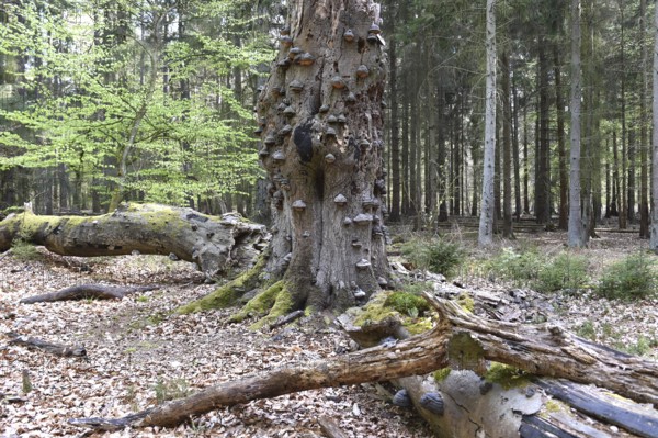 Old beech tree with tinder fungi, Darß, Mecklenburg-Vorpommern, Germany, Europe