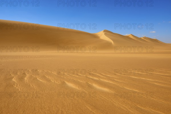 Endless sand dunes under a clear blue sky with few clouds, Matruh, Great Sand Sea, Libyan Desert,