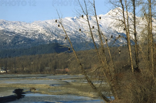 Bald eagle (Haliaeetus leucocephalus), clusters of eagles hunting for salmon, Chilkat River near