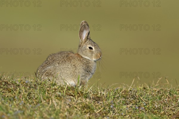Wild rabbit (Oryctolagus cuniculus), sitting on a meadow, Texel, West Frisian Islands, province of