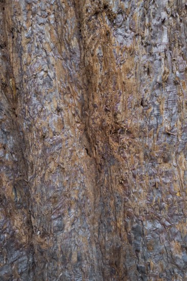 Sequoia bark (Sequoioideae), tree bark, tree trunk, nature, tree, plant, old, structure, texture